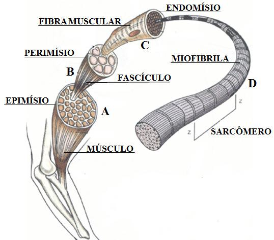 Figura 1 Anatomia interna do músculo (Figura adaptada de BANKOFF, 2007).