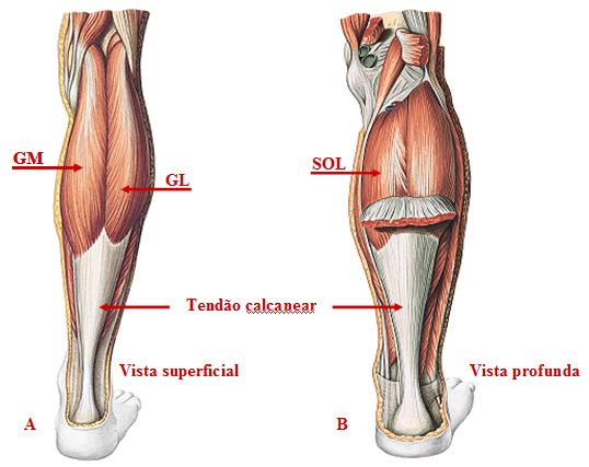 Figura 5: A Dissecação superficial da perna direita, com destaque para o GM, GL e o tendão calcanear; B Dissecação profunda da perna direita, com destaque para o SOL sob os GS (seccionados) e o