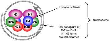 Cromatina http://www.mikeblaber.