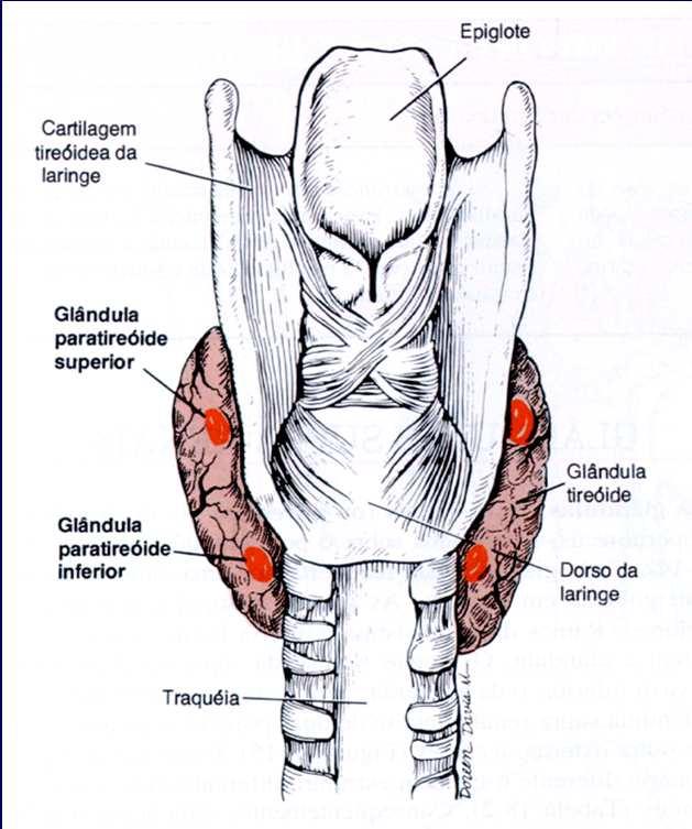 Paratireóides 2 pares de glândulas localizadas posteriormente à tireóide Desenvolvimento embrionário: Derivadas das metades dorsais do 3 o e 4 o pares de