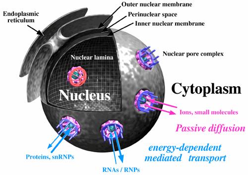 Complexo do poro nuclear (NPCs) (~80 milhões de Daltons nos vertebrados; 50 diferentes proteínas em