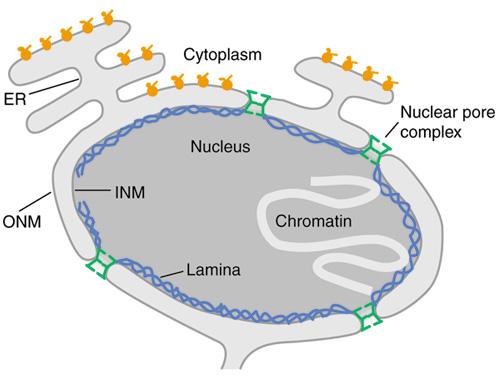 Transporte mediado: citosol-núcleo Envelope nuclear: 2 membranas concêntricas.