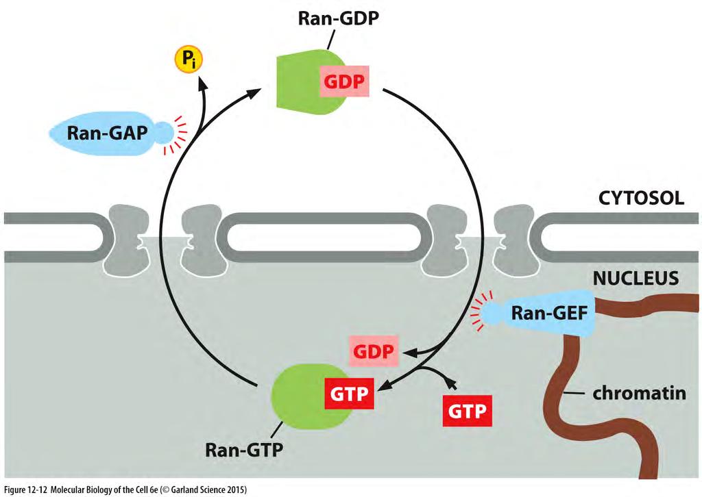 O Ciclo de hidrólise de GTP das GTPases Ran fornece