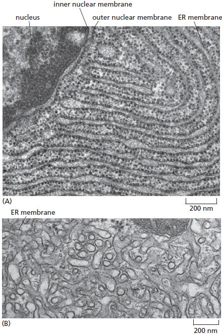 Retículo endoplasmático liso e