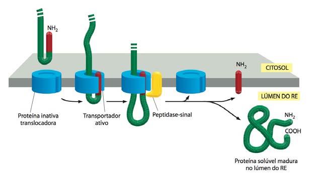 As proteínas transmembrana destinada ao RE ou outras membranas são transportadas pela membrana do RE Retículo endoplasmático liso e rugoso Quando há