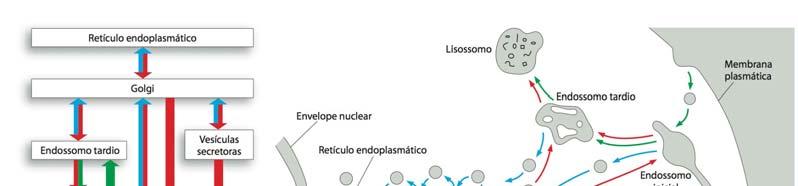 Transporte vesicular Mapa das vias biossintéticas-secretora e endocítica Verde: