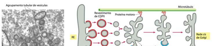 ethylmaleimidesensitive factor attachment protein receptor) medeiam a