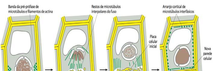 Complexo de Golgi