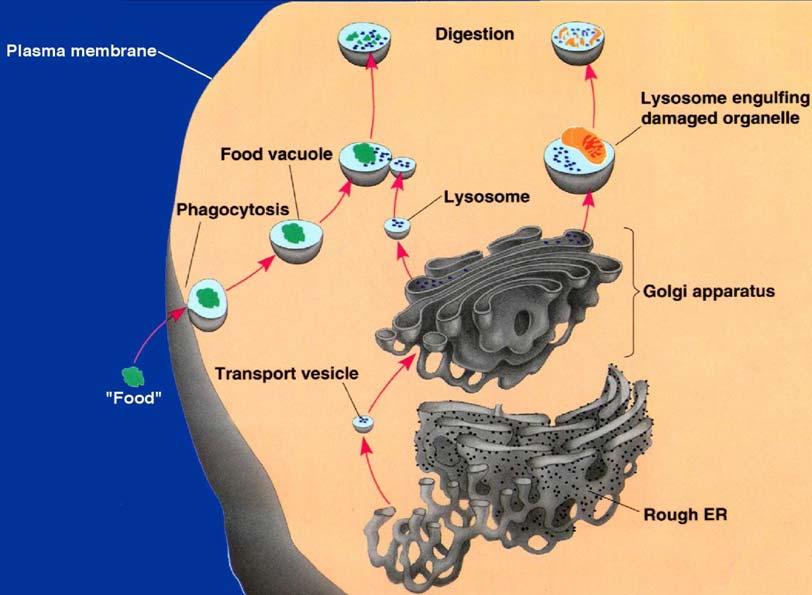 Complexo de Golgi Formação de lisossomos