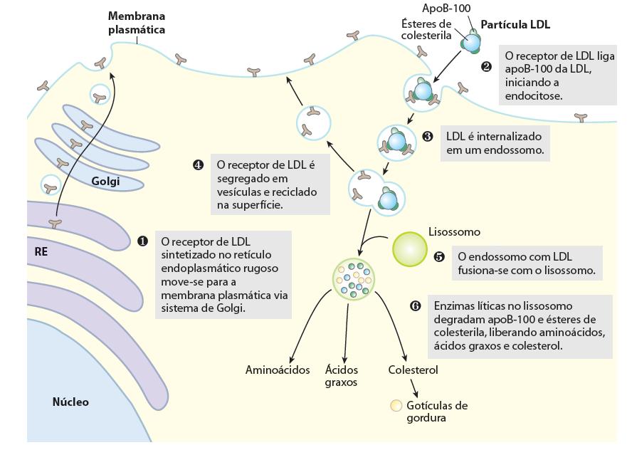 Endocitose de LDL mediada por receptores 65 Maturação dos