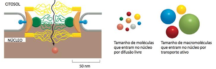 Transporte de moléculas entre o núcleo e o citosol Modelo barreira de difusão controlados por NPC Regiões não estruturadas de proteínas alinham