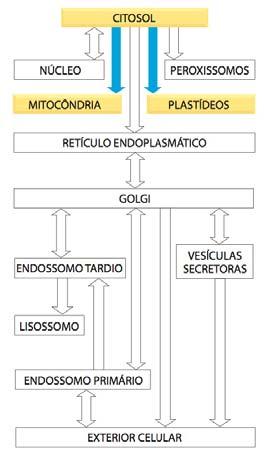 Transporte de proteínas para o cloroplasto e mitocôndria Embora tenham seus próprios sistemas genéticos.