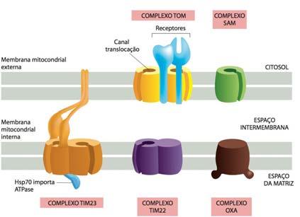 Transporte de proteínas para o cloroplasto e mitocôndria Complexos TOM, TIM, SAM e OXA são proteínas multiméricas de membrana que catalisam