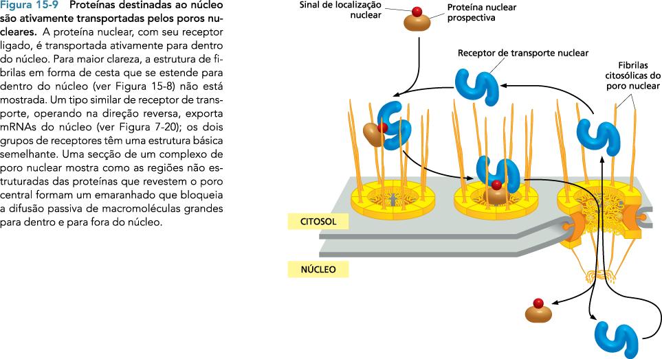 Complexo de poro nuclear