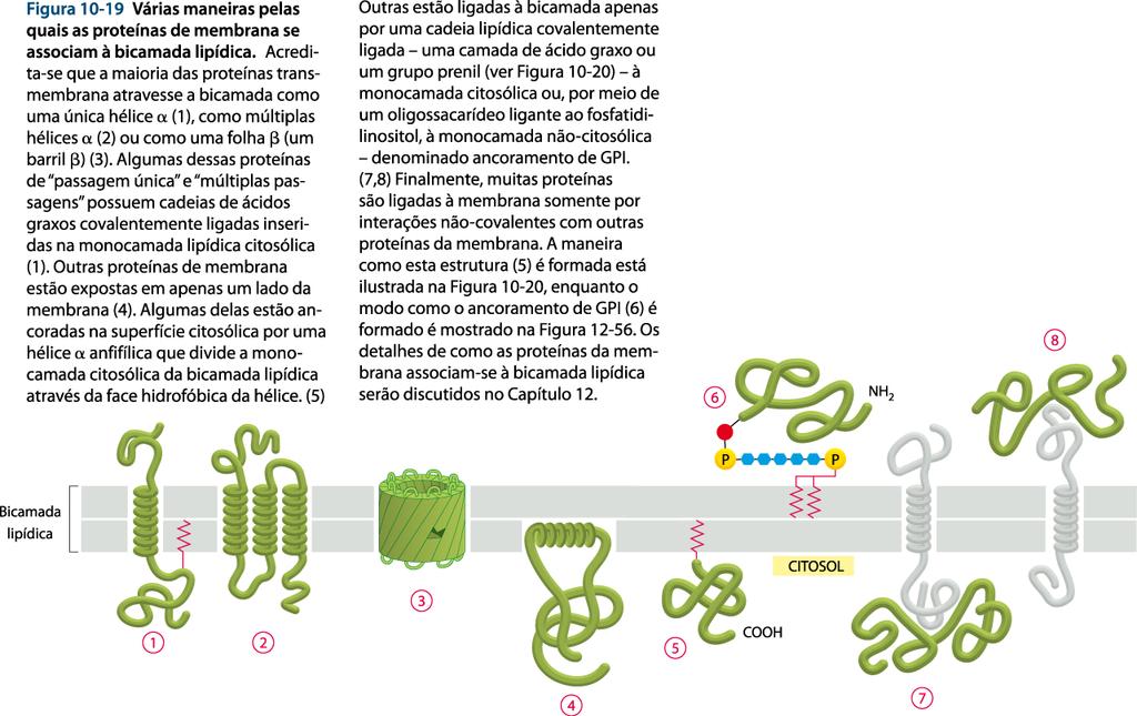 Tráfego intracelular: transporte por membranas