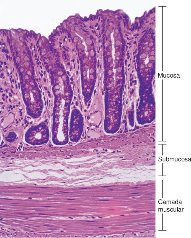 Exocitose