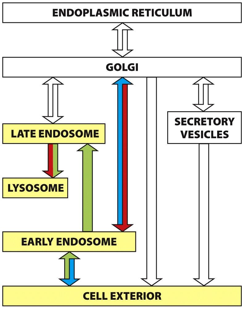 Endocitose Células absorvem macromoléculas, fluidos, substâncias par<culadas do meio