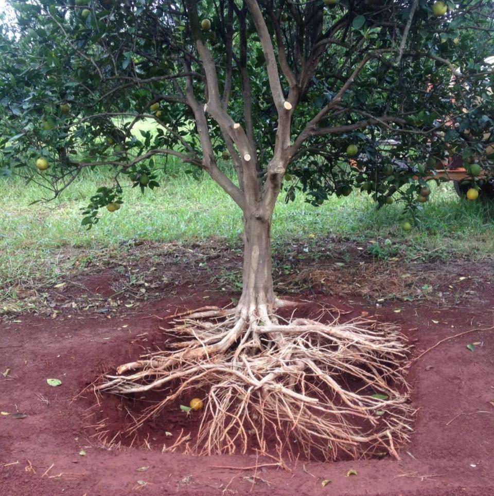 1. INTRODUÇÃO Exploração das raízes SISTEMA RADICULAR DOS CITROS: Grande proporção nos 40-60 cm superiores; São sensíveis à acidez e muito exigentes em