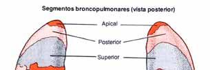 Pulmões Lobos e segmentos