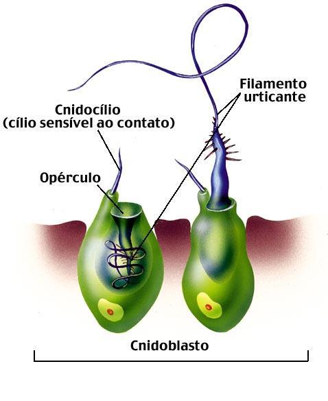 CARACTERÍSTICAS ESTRUTURAIS TENTÁCULOS Utilizados na defesa e captura de alimentos devido à presença dos cnidoblastos.