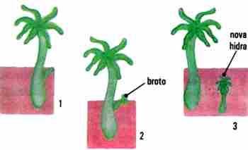 ASPECTOS REPRODUTIVOS REPRODUÇÃO ASSEXUADA Brotamento