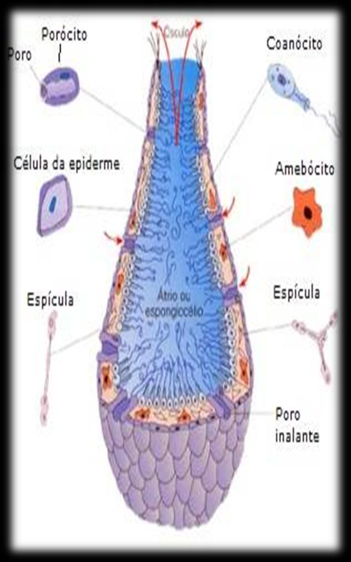 O corpo dos poríferos é perfurado por poros, por onde entra a água.