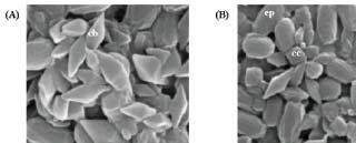 Prospecção de estirpes de Bacillus thuringiensis efetivas contra insetos da ordem Lepidoptera, 31 Fig. 21.