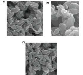 000 x); (B) epesporo, cc-cristal cubóide (aumento 15.000 x). Fig. 22.