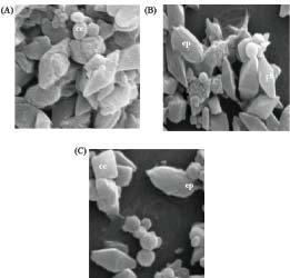 32 Prospecção de estirpes de Bacillus thuringiensis efetivas contra insetos da ordem Lepidoptera, Fig. 23.