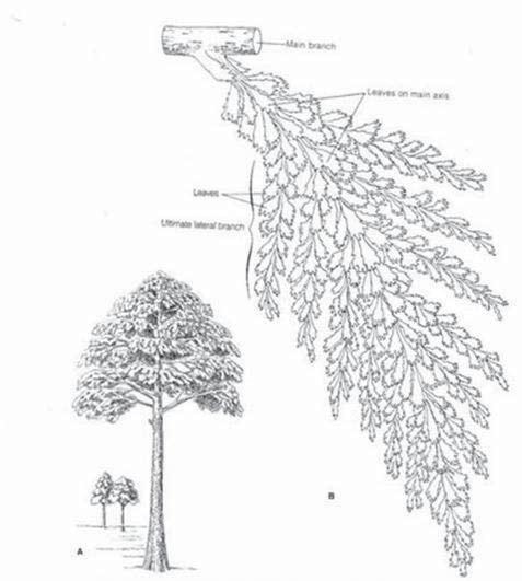 Botânica Sistemática e Econômica As Lyginopteridales (Pteridospermales) foram consideradas ancestrais potenciais.