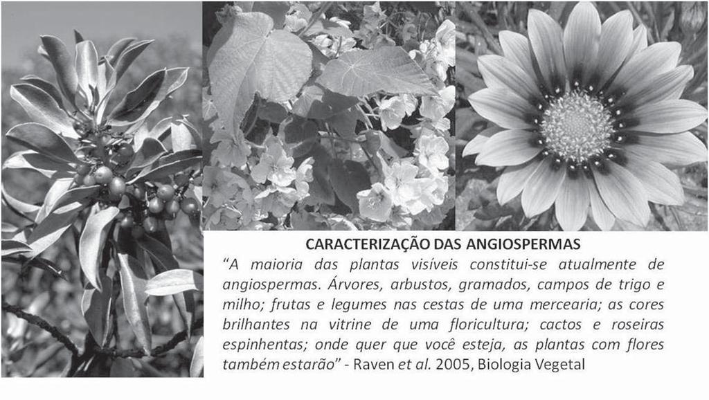 Botânica Sistemática e Econômica INTRODUÇÃO A primeira pergunta que iremos responder neste capítulo, que queremos que você tenha em mente, que associe