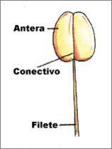 Primórdio pouco desenvolvido com sépala/tépala externa (se/ot) e pétala/tépala interna (se/it). B. Formação posterior do primórdio estaminal (st). C.