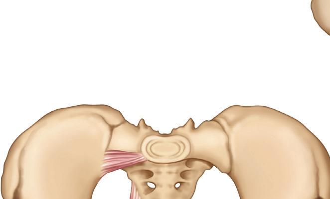 A cápsula é fraca e a estabilidade é mantida pelos músculos que a envolvem, bem como por quatro ligamentos primários e dois ligamentos acessórios. Ligamentos principais 1.