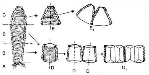 vide-se o talo (parte útil) em pedaços com cerca de 10 cm de comprimento (Fig. 5, B e C). Em seguida essas seções transversais são cortadas longitudinalmente em quatro partes (Fig. 5, D).