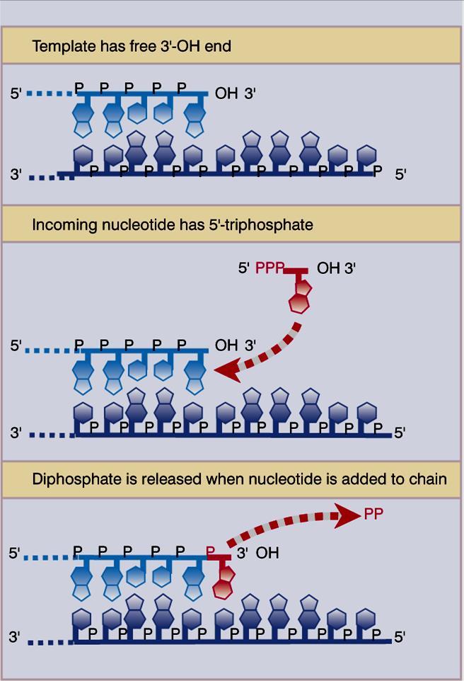 Polimerases de DNA: As enzimas que sintetizam DNA A síntese de DNA ocorre pela adição de nucleotídeos a extremidade 3 OH da cadeia em crescimento.