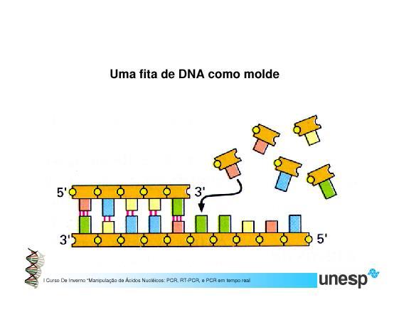 A cadeia em formação crescer no sentido 5 para 3 UM NOVO