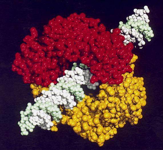 A subunidade Beta da DNApolimerase III