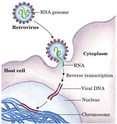 Incorporação de genes inclusão de