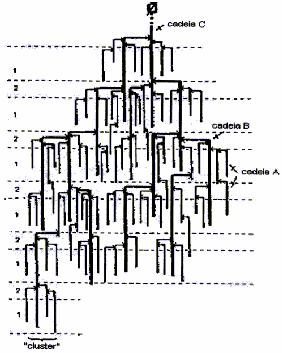 10 Figura 5 - Estrutura proposta para amilopectina, com cadeias A, B e C sendo 1- Fonte: Robin et al. (1974) regiões cristalinas, 2-
