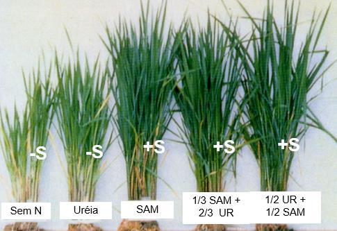 Manejo da adubação com S Adubação Mineral (fertilizantes convencionais) * Adubos Nitrogenados