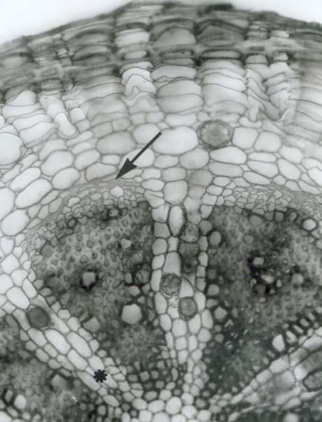 Detalhe da figura anterior, evidenciando a periderme (Pe) e o sistema vascular; estão assinalados o floema primário colapsado (seta, Fp), um pólo de protoxilema (asteristico) e um raio (Ra).