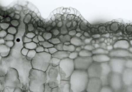 adscendens, além de distinções quanto ao aspecto das paredes anticlinais das células epidérmicas as quais são sinuosas em Tacinga e Melocactus (figuras 10, 11) e retas em H. adscendens (figura 12).