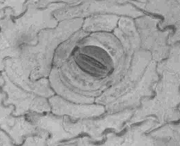 adscendens foi observado colênquima lamelar com espessamento uniforme das paredes, ficando o lume celular circular (figura 6).