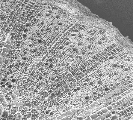 Transversal sections of cladode of Tacinga inamoena in SEM. 17. General aspects showing organization of the axial xylem.