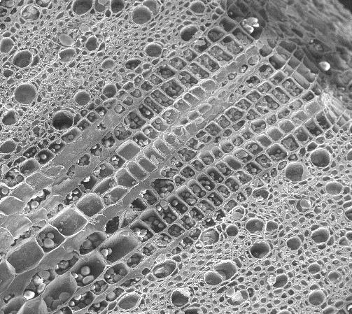 19-20: Scanning electron micrograph of the transversal sections of cladode of Harrisia adscendens. 19.