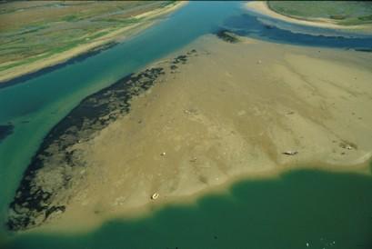 Ervas marinhas na Ria Formosa Zostera