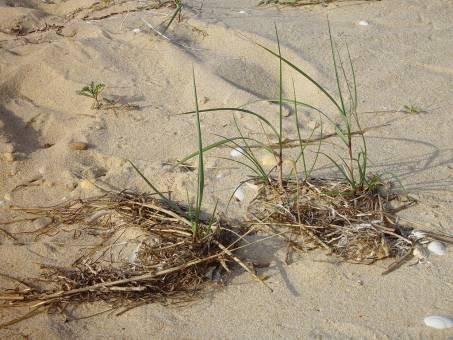 das ervas marinhas em decomposição são