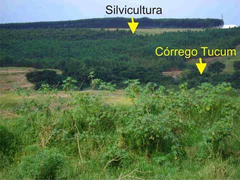uso destinado a silvicultura como forma de contenção dos processos erosivos identificados.
