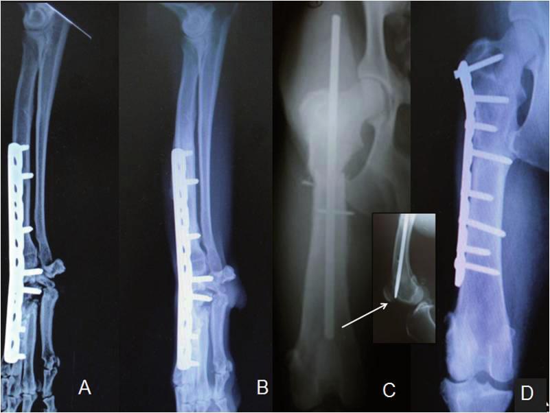 515 diagnóstico clínico e radiográfico, procedeu-se artrodese bilateral com três parafusos no rádio, dois no carpo radial e dois no terceiro metacarpo (Figura 2). Animal 07.