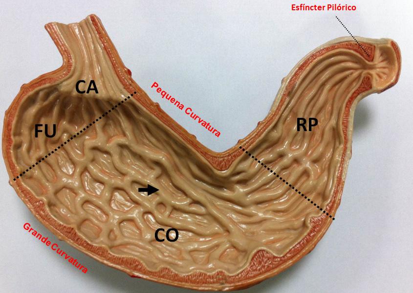 Reinaldo Barreto Oriá 283 Figura 12.7 Regiões anatômicas do estômago.